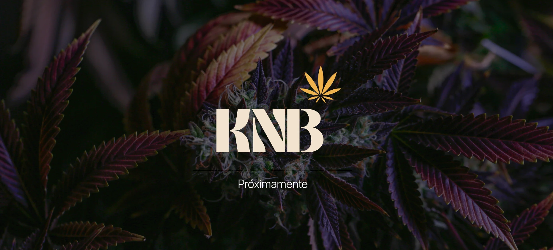 KNB Coming soon